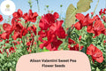 Alison Valentini Sweet Pea Seeds – Fragrant Pink Climbing Flower Vine, Lathyrus odoratus, 50+ Seeds for Garden Trellises & Borders