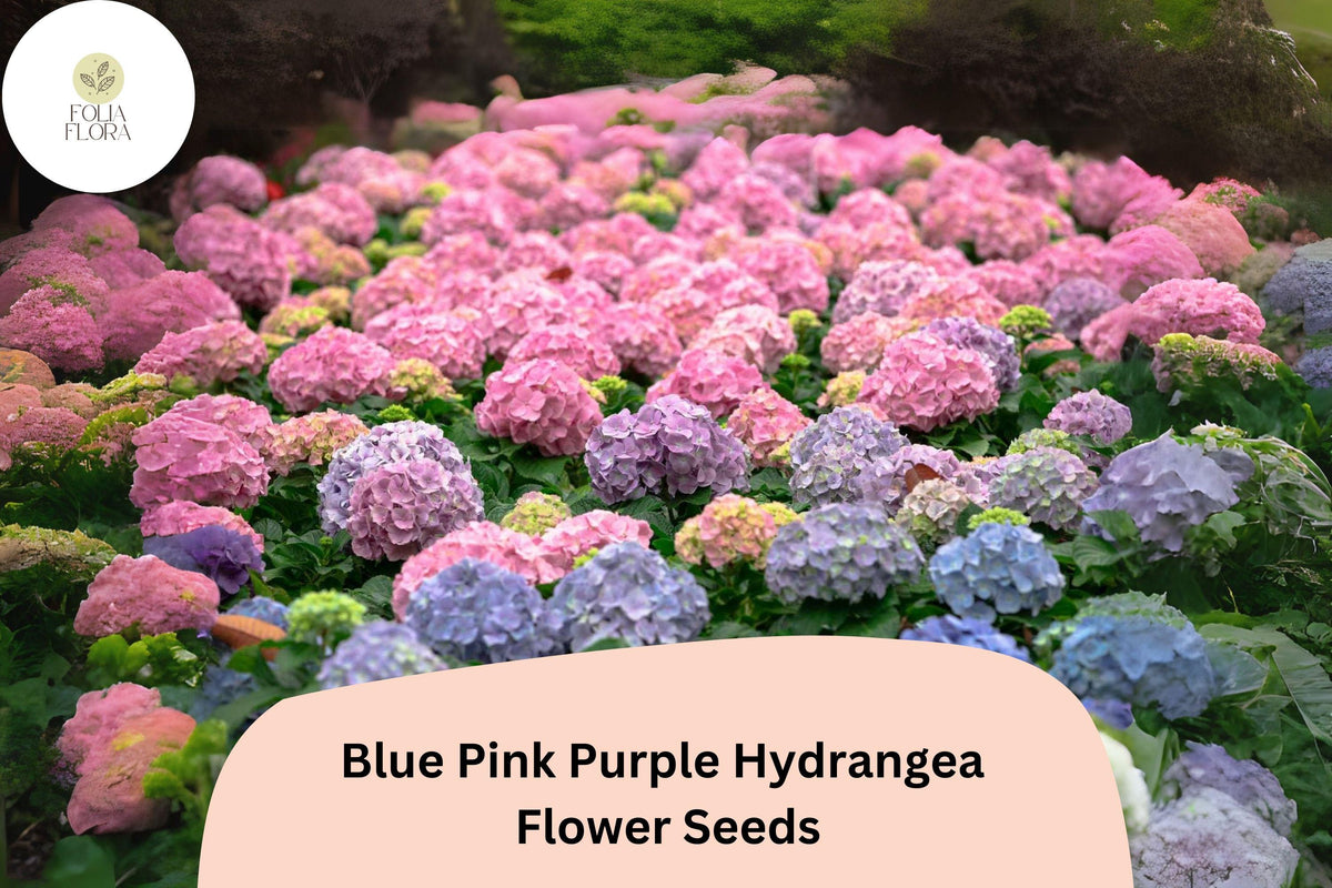 25 Hydrangea macrophylla Seeds – Mixed Blue Pink Purple Flowering Shrubs for Garden & Containers