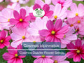 Cosmos Dazzler Seeds 1 Gram | Vibrant Pink Flowers for Gardens, Pollinator Attracting, Easy to Grow | Cosmos bipinnatus