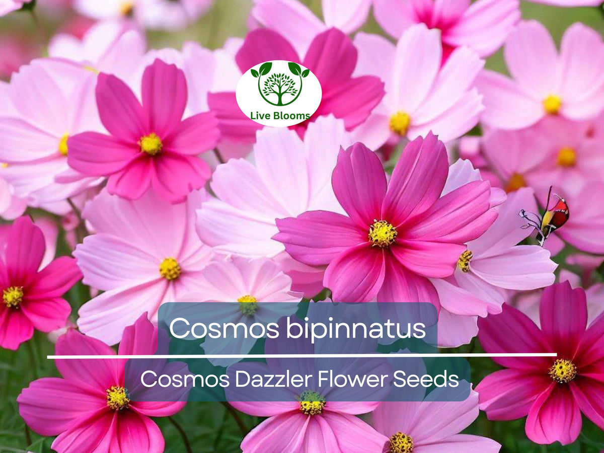 Cosmos Dazzler Seeds 1 Gram | Vibrant Pink Flowers for Gardens, Pollinator Attracting, Easy to Grow | Cosmos bipinnatus