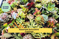 Assorted Succulent Cuttings – Live Clippings for Terrariums, Dish Gardens & Fairy Gardens – Echeveria, Sedum, Crassula