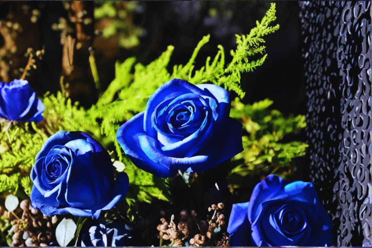 Midnight Blue Rose Cuttings - Unrooted 6-8" Rosa ‘Midnight Blue’ Deep Purple Fragrant Flowering Shrubs