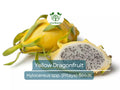 10 Yellow Dragonfruit Seeds | Pitaya Hylocereus Cactus for Exotic Fruit & Easy Growth