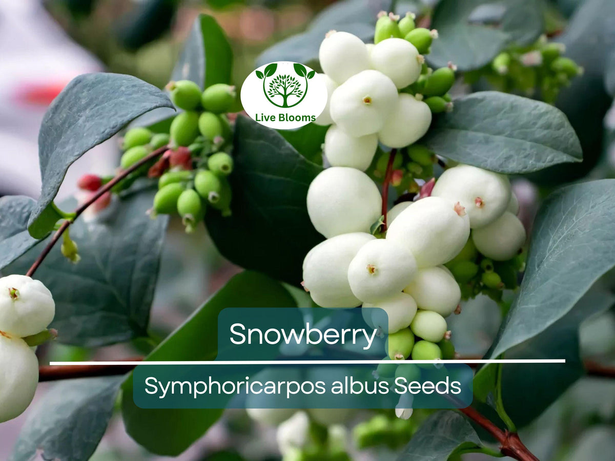 40 Snowberry Seeds Symphoricarpos albus White Berries Hardy Shrub Native Plant for Landscaping & Wildlife