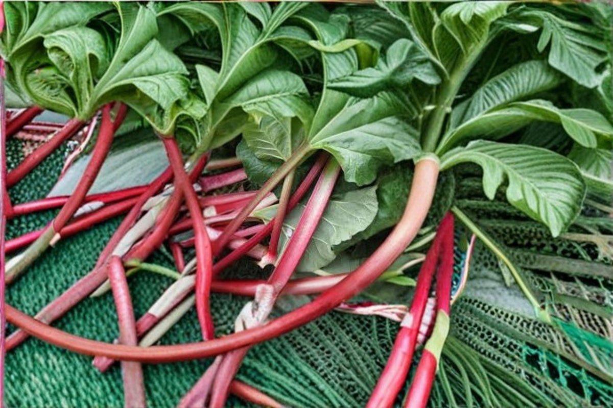 Rhubarb Seeds Heirloom Victoria Tart Red-Green Perennial Vegetable 25 Seeds Rheum rhabarbarum