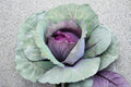 Red Acre Cabbage Seeds – Heirloom, Compact, Cold-Hardy, Non-GMO, Brassica oleracea var. capitata