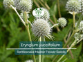 Eryngium yuccifolium Seeds – Rattlesnake Master Native Perennial for Gardens, Prairies, Landscaping, 1 Gram