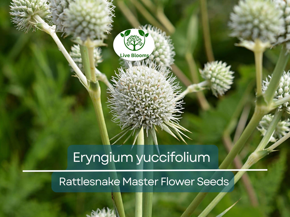 Eryngium yuccifolium Seeds – Rattlesnake Master Native Perennial for Gardens, Prairies, Landscaping, 1 Gram