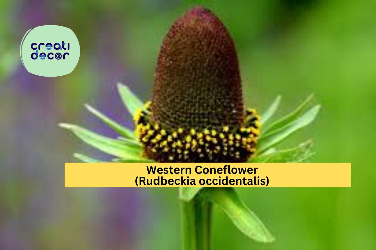 Western Coneflower Seeds – Rudbeckia occidentalis – 75 Native Perennial Seeds for Wildflower Gardens, Pollinator Support, Moist Soil