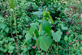 Smallspike False Nettle Seeds | Native Wetland Perennial | Shade-Tolerant, Ecological Restoration | Boehmeria cylindrica 100 Seeds