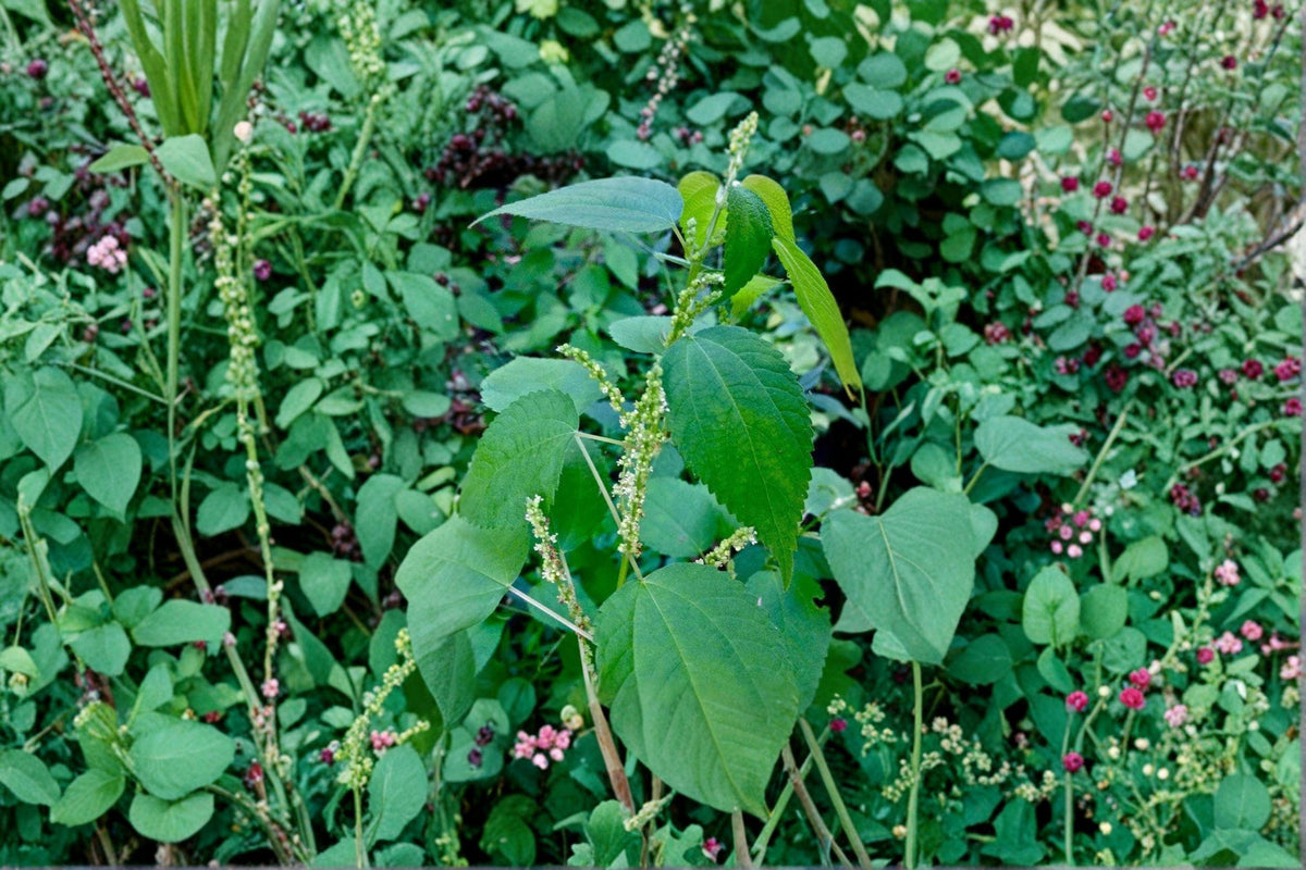 Smallspike False Nettle Seeds | Native Wetland Perennial | Shade-Tolerant, Ecological Restoration | Boehmeria cylindrica 100 Seeds