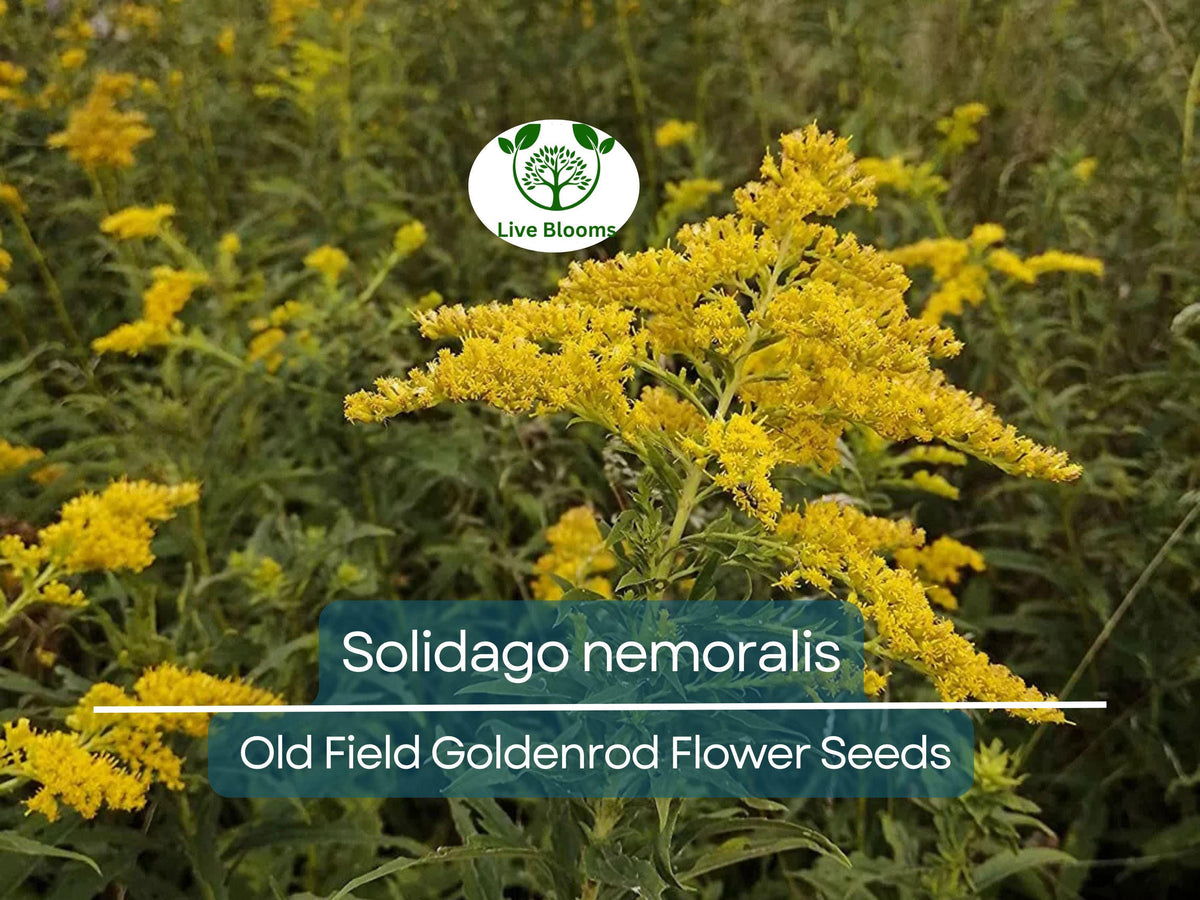 Solidago nemoralis Seeds – 500 mg Native Perennial Wildflower for Pollinator Gardens & Natural Landscaping