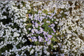 Bird’s Eyes Gilia tricolor Seeds – California Native Wildflower, Blue & Purple Blooms, Easy Annual, 100 Seeds