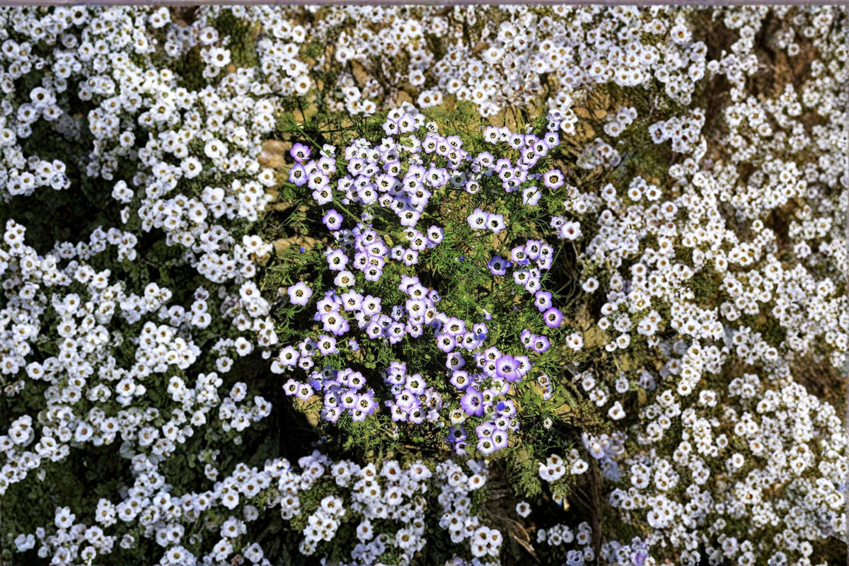 Bird’s Eyes Gilia tricolor Seeds – California Native Wildflower, Blue & Purple Blooms, Easy Annual, 100 Seeds