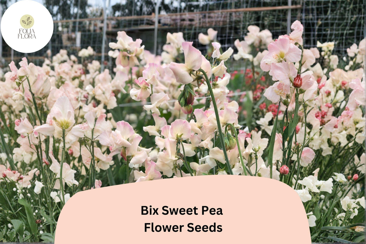 Bix Sweet Pea Seeds | Climbing Annual Flower Vine | Lathyrus odoratus | Garden, Trellis, Fence, Arch