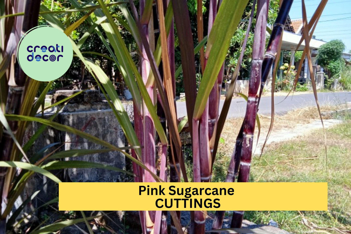 Red Sugarcane Cuttings – Organic Heirloom Live Plant Material for Propagation, Saccharum officinarum