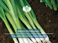 Onion Evergreen Bunching Seeds – Perennial Green Onion Variety for Vegetable Gardens, Spring & Summer Crops