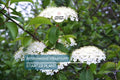 Arrowwood Viburnum Bush | Live Bare Root Plant | White Flowers, Edible Blue-Black Fruits, Red Autumn Foliage | Viburnum dentatum