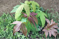 Acer Elegantulum Seeds – Rare Ornamental Maple, Deciduous Tree, Attractive Foliage, Hardy in USDA Zones 5-8