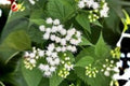 Ageratina altissima Seeds – 500 Native White Snakeroot Wildflower for Shade Gardens & Pollinator Attracting Plants