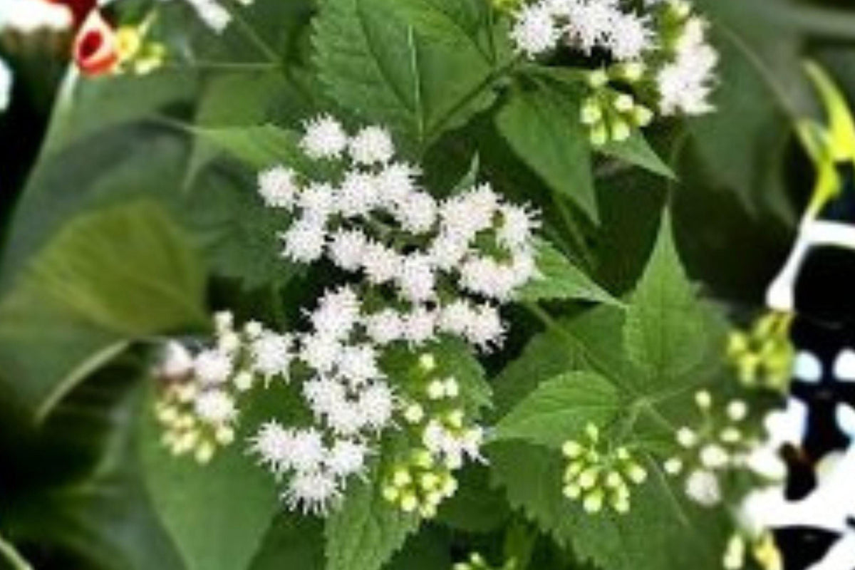 Ageratina altissima Seeds – 500 Native White Snakeroot Wildflower for Shade Gardens & Pollinator Attracting Plants