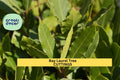 Bay Laurel Cuttings (5) | Culinary Herb Propagation | Laurus nobilis | Aromatic Edible Leaves | Fresh Unrooted Stem Clippings