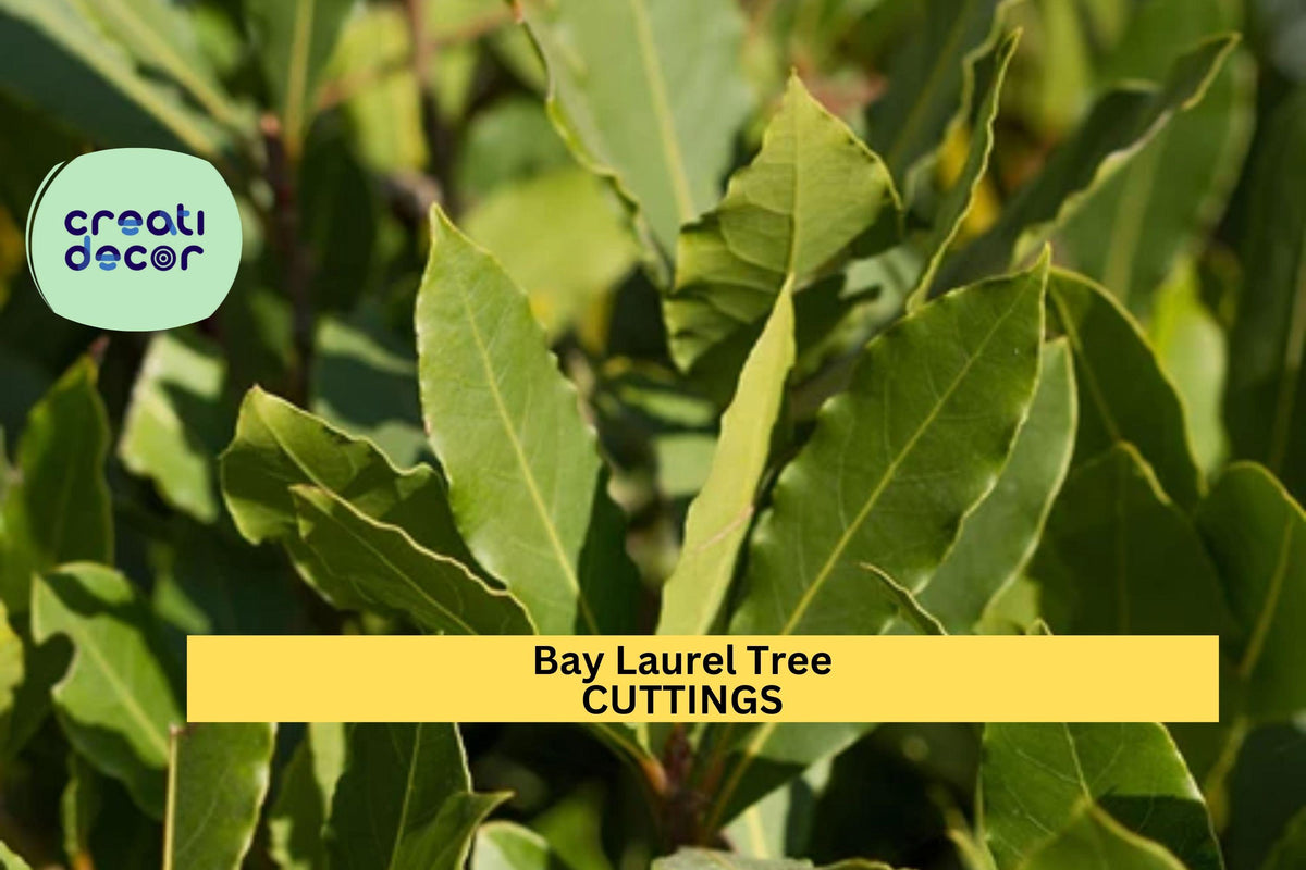 Bay Laurel Cuttings (5) | Culinary Herb Propagation | Laurus nobilis | Aromatic Edible Leaves | Fresh Unrooted Stem Clippings