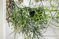 Rhipsalis baccifera rhodocarpa Epiphytic Cactus Cuttings – Trailing Mistletoe Cactus, White Flowers, Orange Fruits