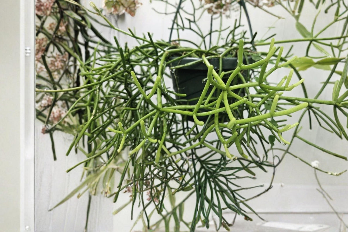 Rhipsalis baccifera rhodocarpa Epiphytic Cactus Cuttings – Trailing Mistletoe Cactus, White Flowers, Orange Fruits