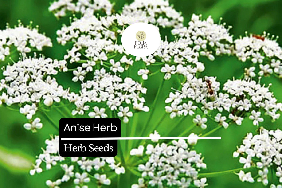 Anise Seeds 200 Pack, Pimpinella Anisum, Aromatic Culinary Herb for Herb Garden and Pollinator Attraction