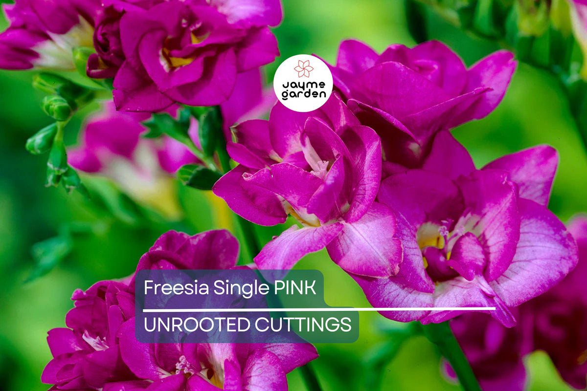 Freesia Single Pink Bulbs - 5 Fragrant Spring Flowers for Gardens & Containers, USDA Zones 9-10