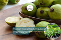 Mexican Guava Tree – 1’-2’ Live Psidium guajava Fruit Plant, Tropical, Sweet, Creamy, Fragrant Flowers, Easy to Grow
