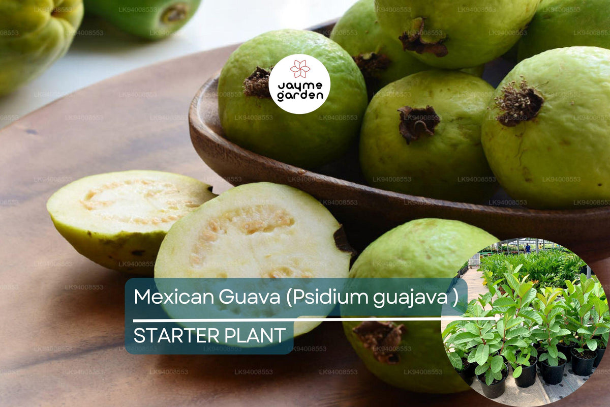 Mexican Guava Tree – 1’-2’ Live Psidium guajava Fruit Plant, Tropical, Sweet, Creamy, Fragrant Flowers, Easy to Grow