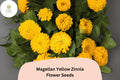 Magellan Yellow Zinnia Seeds - Compact Annual Flowers for Borders & Cut Arrangements - Zinnia elegans