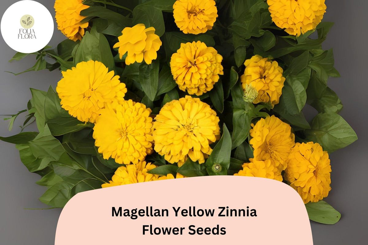 Magellan Yellow Zinnia Seeds - Compact Annual Flowers for Borders & Cut Arrangements - Zinnia elegans