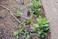 Jack-in-the-Pulpit Seeds – Native Woodland Perennial, Green & Purple Flower, Arisaema triphyllum, Shade Garden Favorite