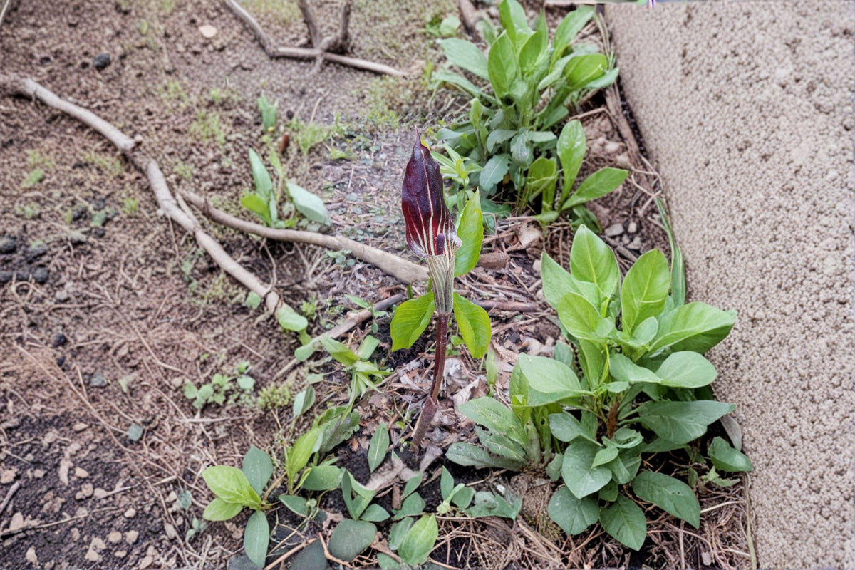 Jack-in-the-Pulpit Seeds – Native Woodland Perennial, Green & Purple Flower, Arisaema triphyllum, Shade Garden Favorite