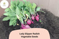 Lady Slipper Radish Seeds – Heirloom Pink Raphanus sativus for Garden Planting, Crisp & Fast-Growing Vegetable Seeds