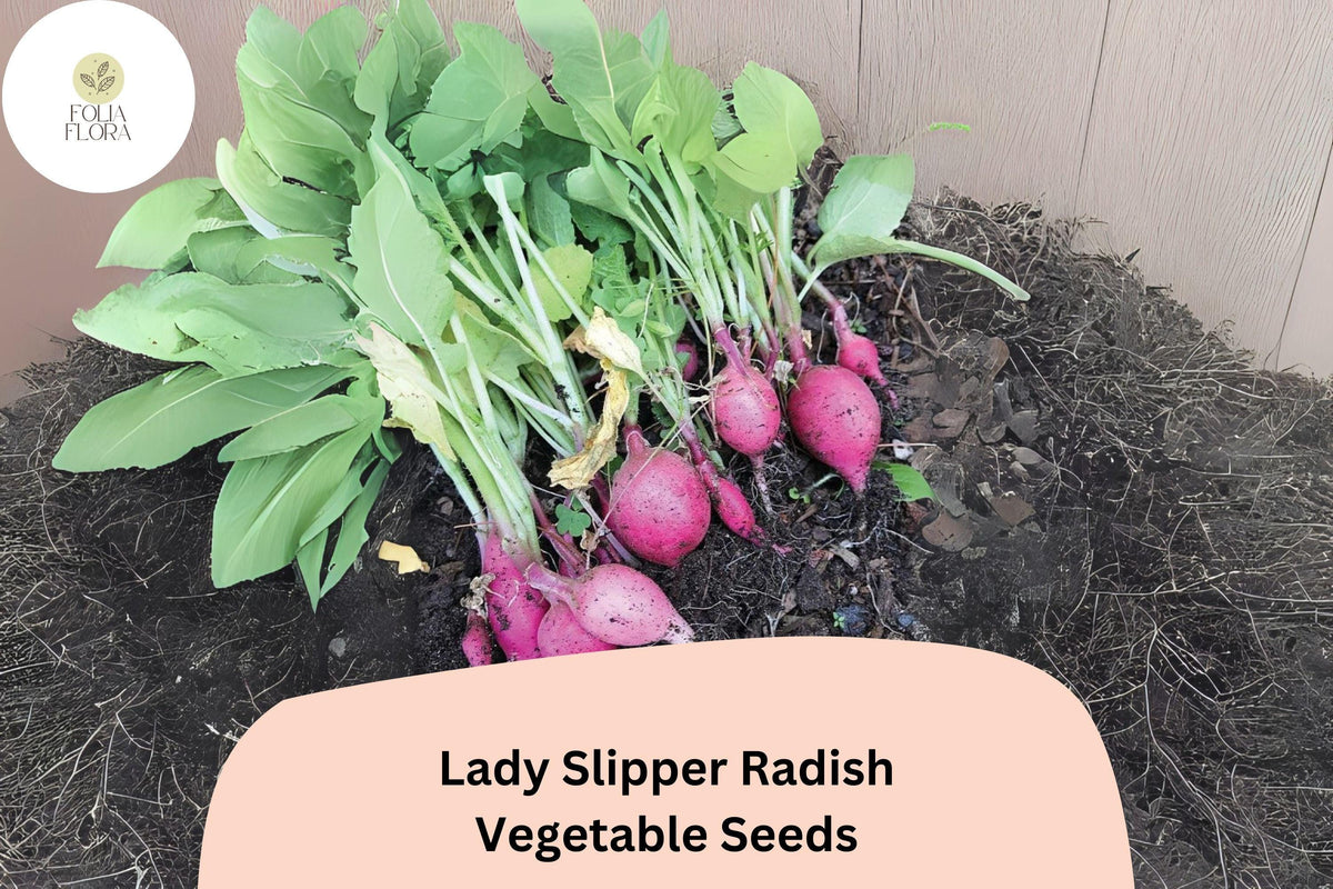 Lady Slipper Radish Seeds – Heirloom Pink Raphanus sativus for Garden Planting, Crisp & Fast-Growing Vegetable Seeds