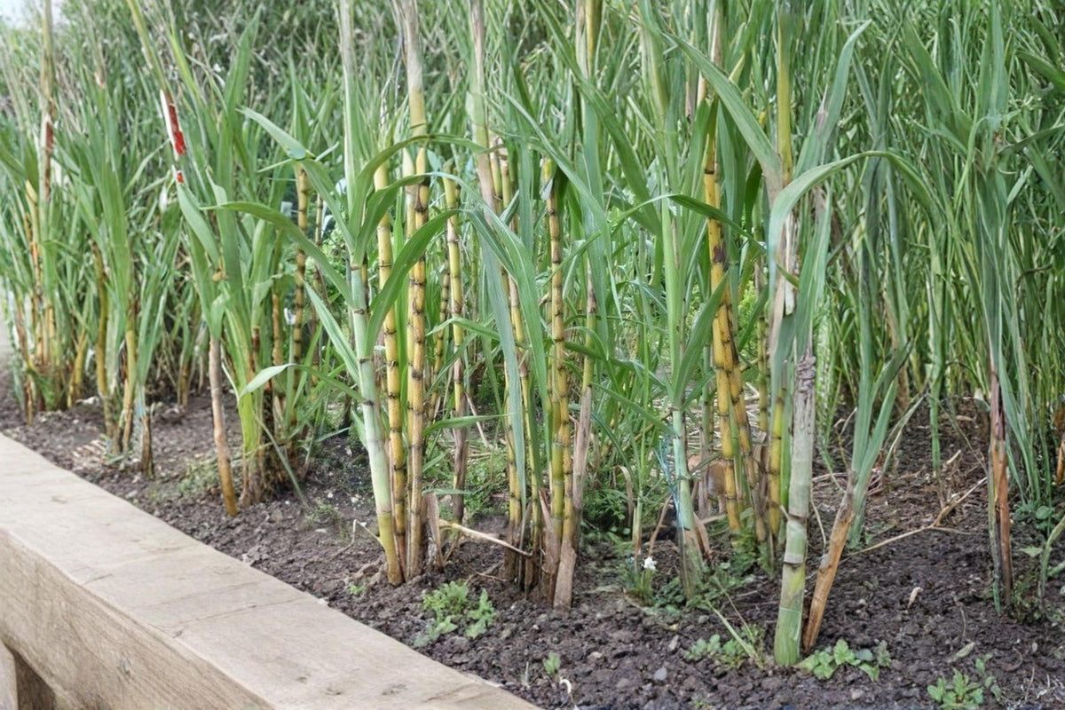 Sugarcane Rooted Cuttings 2" Saccharum officinarum Tropical Live Plant for Gardens