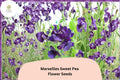 Marseilles Sweet Pea Seeds | Climbing Flower Vine | Burgundy & Rose Blooms | Lathyrus odoratus | 50+ Seeds