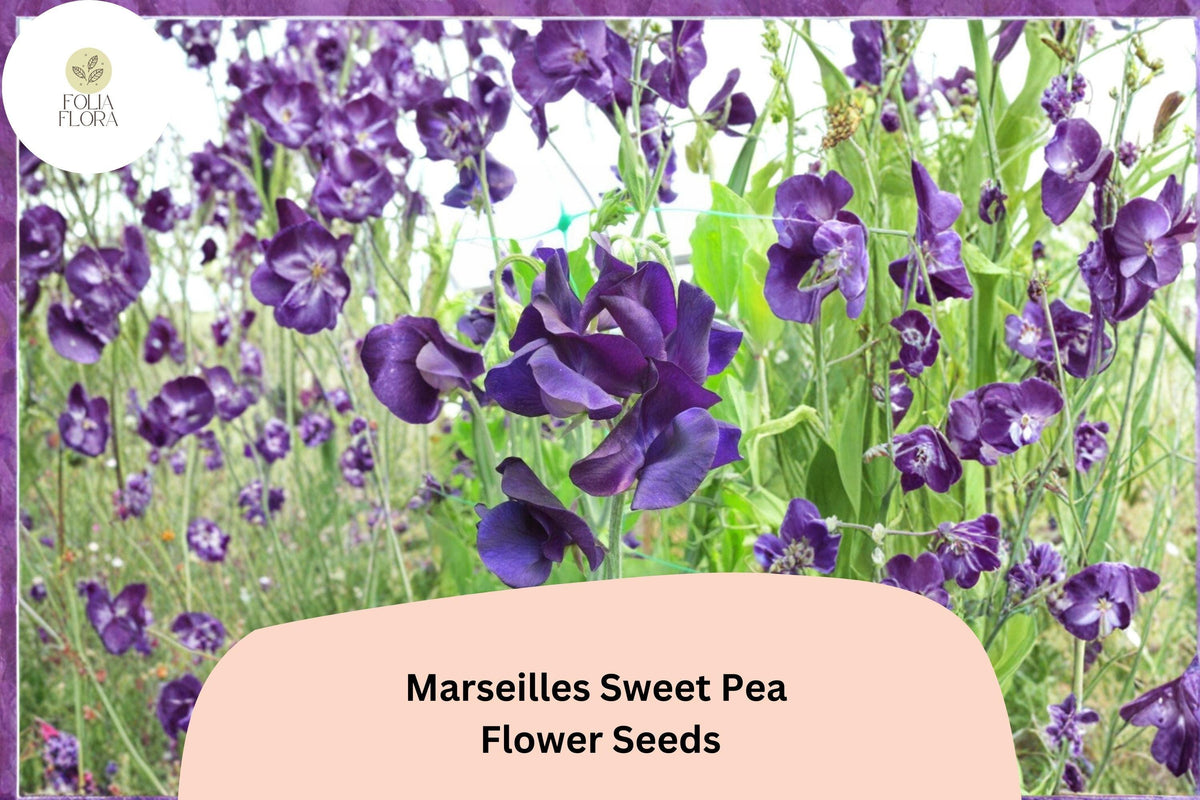 Marseilles Sweet Pea Seeds | Climbing Flower Vine | Burgundy & Rose Blooms | Lathyrus odoratus | 50+ Seeds
