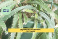Lepismium Cruciforme Cutting Pack – 4" Trailing Epiphytic Cactus with White Blooms | Tropical Houseplant
