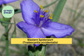 Western Spiderwort Seeds – Native Perennial Wildflower for Prairie & Pollinator Gardens – Tradescantia occidentalis, Violet-Blue Blooms, 100 Seeds