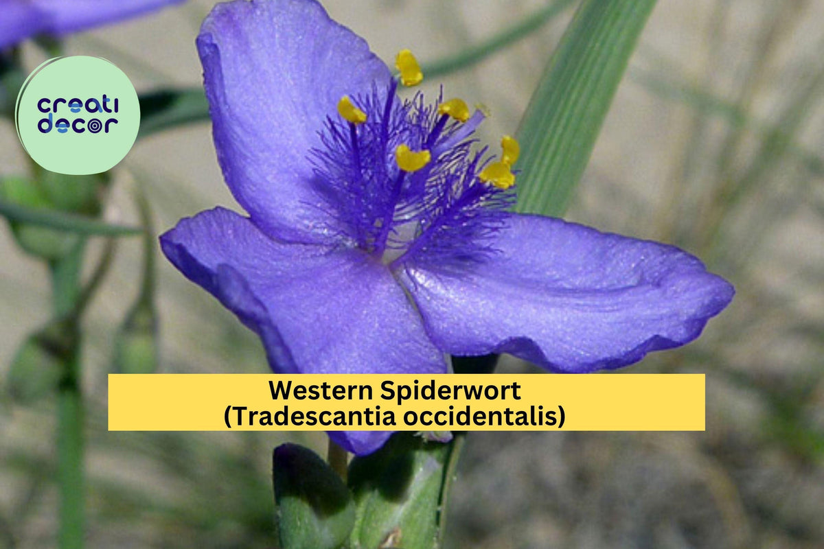 Western Spiderwort Seeds – Native Perennial Wildflower for Prairie & Pollinator Gardens – Tradescantia occidentalis, Violet-Blue Blooms, 100 Seeds