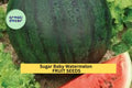3pcs Sugar Baby Watermelon Seeds – Small Red Flesh Melon, Compact Vine, Citrullus lanatus, Heirloom, Fast Growing, Container Gardening Seeds