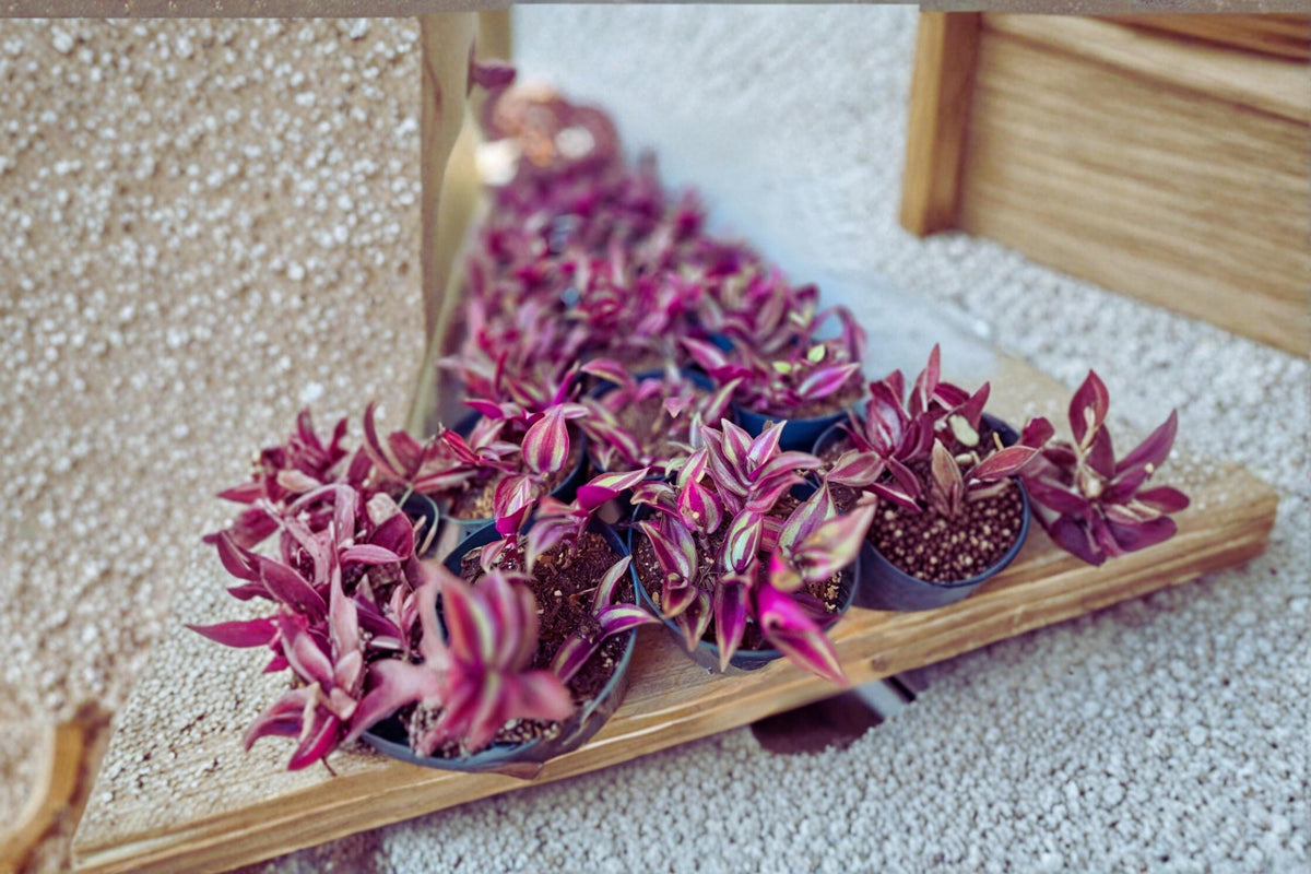 Tradescantia Zebrina Cutting Pack – 12 Unrooted Purple Wandering Jew Stem Cuttings, 4–6 Inches, Trailing Houseplant, Perennial, Indoor Plant