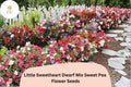 Little Sweetheart Dwarf Mix Sweet Pea Seeds | Lathyrus odoratus Annual Flowers in Mixed Colors for Containers & Borders (50+ Seeds)