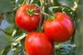 Heirloom Rutgers Tomato Seeds - Red Vegetable, Non-GMO, High Germination, 100 mg, Solanum lycopersicum