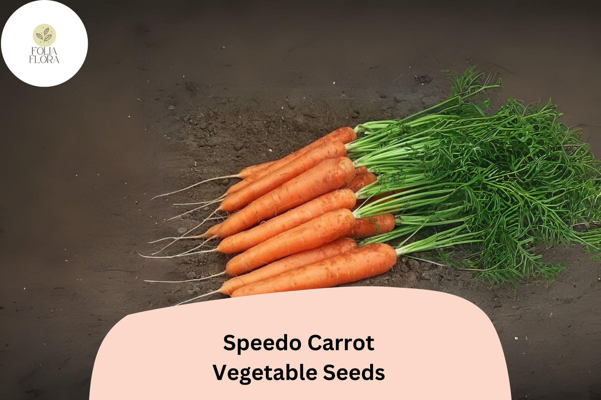 1000+ Speedo Carrot Seeds – Fast-Growing, Sweet & Tender Variety